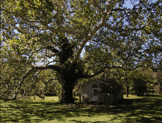 An enormous American Sycamore spreading up and around a small building.