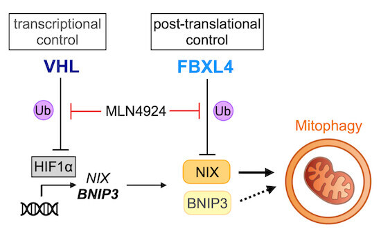 Schematic visualization of the article's synopsis
