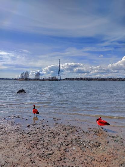 Two birds photo-edited to appear red on a beach.