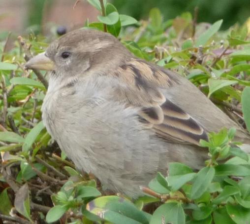 Spatzendame im Seitenprofil, mit weißem Kringel ums Auge. Drumherum die grünen Blätter einer Hecke