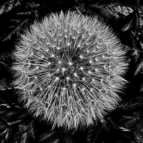 This is a black and white closeup of a dandelion. 
Children call it blowball. 
It looks almost like a photo of a bursting star. Well, that's my imagination.
All seeds are still in place, waiting for a breeze.
Background is mostly black with some leafs showing.