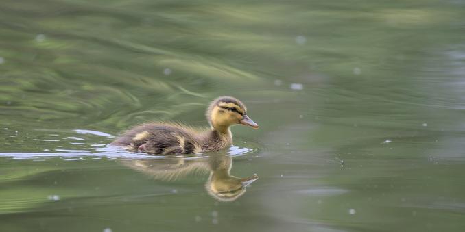 Petit caneton de colvert sur l'eau.
