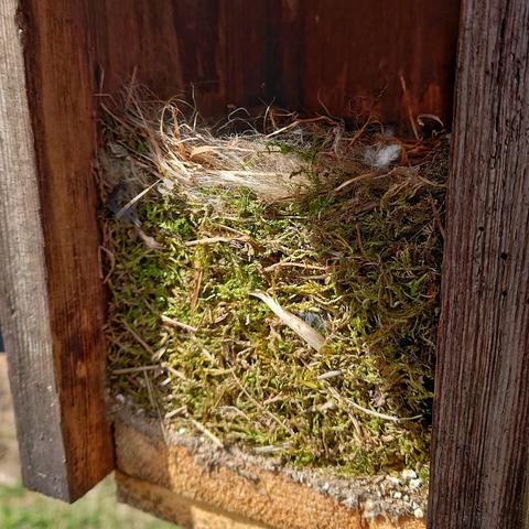 Blåmesbo i fågelholk.