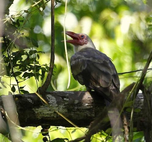 Corvus tristis (known as grey crow) sitting on a branch, turning its head to the side, slightly looking up and calling.