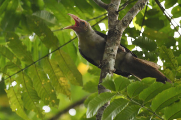 Corvus tristis (known as grey crow) sitting on a branch and calling.