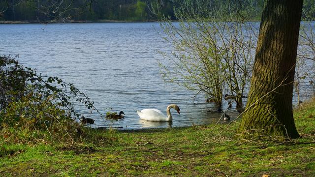 Schwan und Enten auf dem Venkoelen bei Venlo
