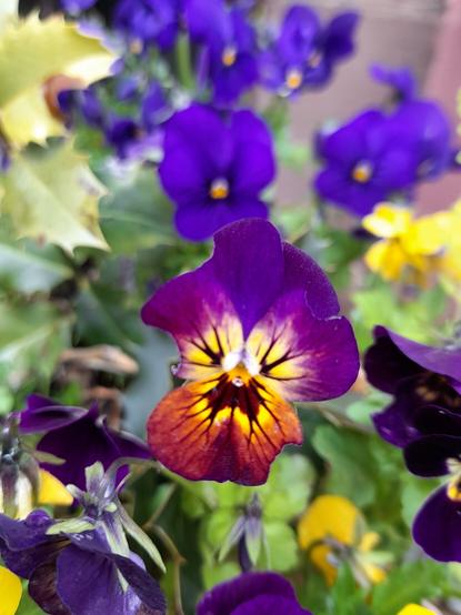 Horned pansy flower with a beautiful colour mix from yellow over orange to dark violet. Some petals show the typical roundish bite marks of the wild bees. You can find such marks also on leaves. The bees collect only the edges, so the plant survives.
