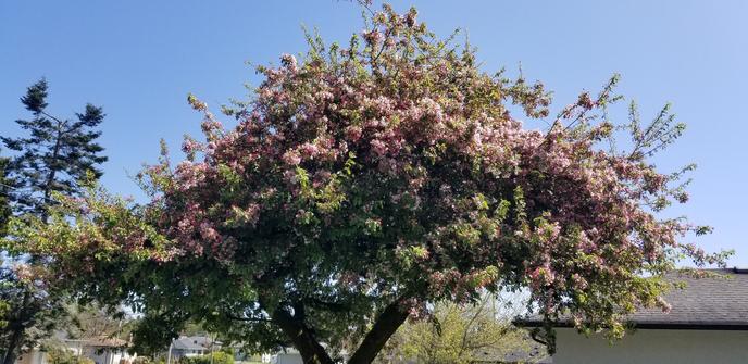 Front yard tree, full of new Spring pink blossoms.