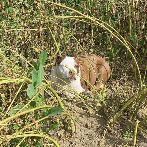 A brown and white American Pitbull Terrier laying in the sun along some dirt and sparse vegetation.