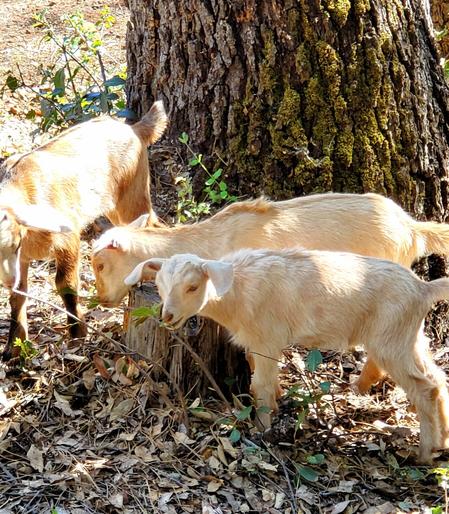 Cute baby goats