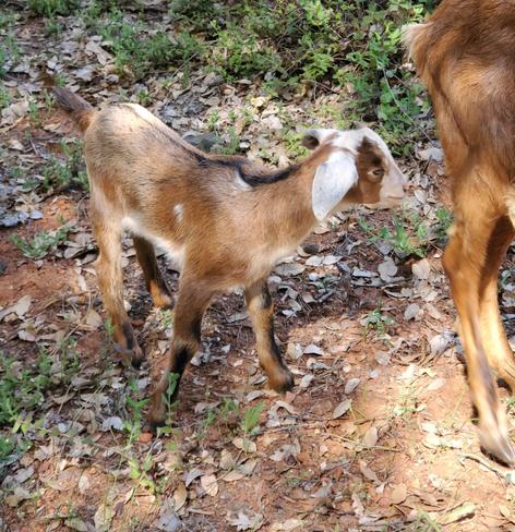 Goats eating poison oak