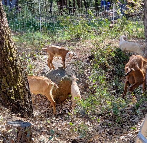 Baby goats