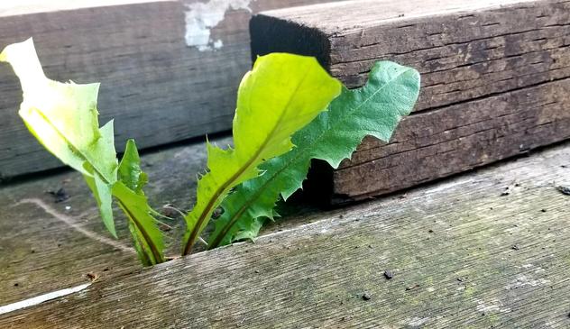Dandelion leaves emerging from below stacked wood.
