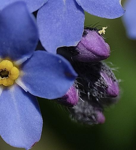 Nahaufnahme einer geöffneten Blüte eines Vergißmeinnicht und lila Knospen. An einer hängen ein paar Pollen