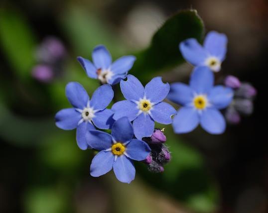 hellblaue Blüten von Vergissmeinnicht in der Sonne mit ein paar unscharfen Blättern dahinter