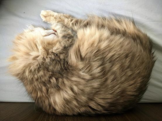 A fluffy, gold-gray Siberian cat, asleep