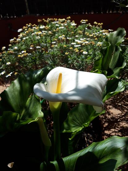 Foto de una cala, flor de color blanco y pistilo amarillo, que se utiliza tanto para bodas como bautizos, rodeada de pequeñas margaritas iluminada por el sol con alguna sombra.