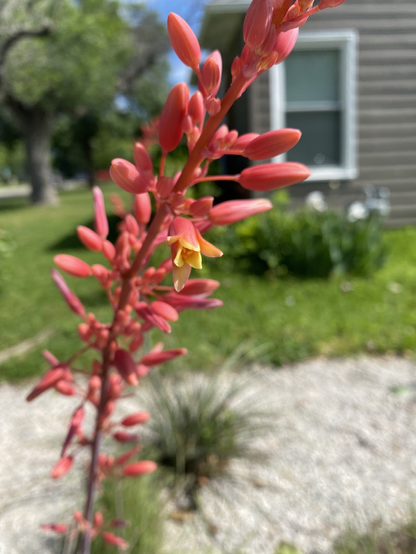 A pink hesperaloe stalk with numerous buds. A single bud has opened revealing the beginnings of a yellow flower.