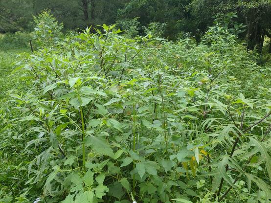 A native planting filled with weeds and other vegetation