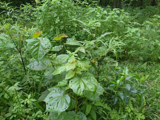 Larger native plantings pushing through the green of the weeds.
