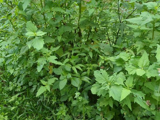 A Flindersia australis looking healthy as it fights for its place amongst the leaves.