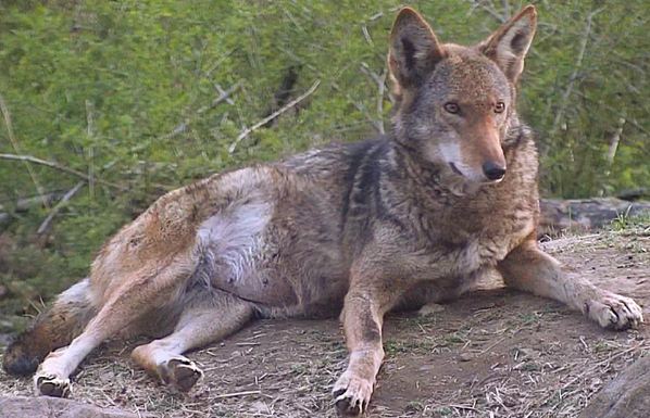Red wolf lava displaying her swollen bald belly.