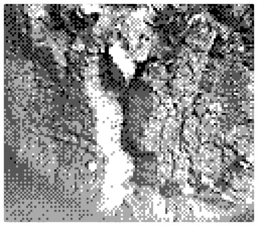 The bark of an old wild olive tree taken with the Gameboy camera and an infrared cut filter.