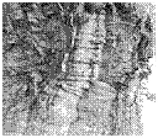 The bark of an old wild olive tree taken with the Gameboy camera and an infrared cut filter.