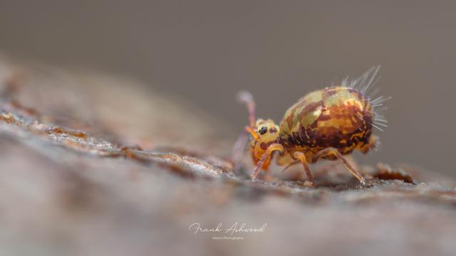 A photograph of a yellow and purple patterned globular springtail walking on the surface of a stone.