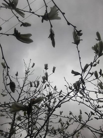 Magnoliapuu runsaana valkeista nupuista harmaata taivasta vasten.