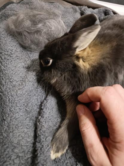 Lua the bunny next to a pile of moult, trying to sniff it.