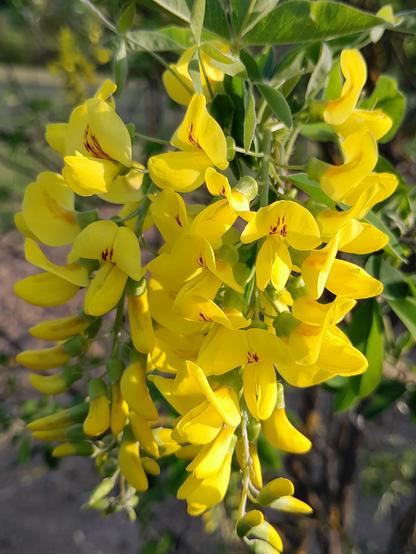 flowers of laburnum in bloom