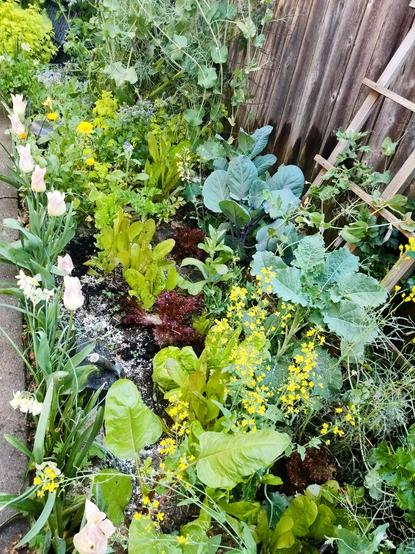 Lettuce patch studded with calendula, sugar peas, broccoli rabe gone to flower, kale, and lined with some sweet yellow tulips