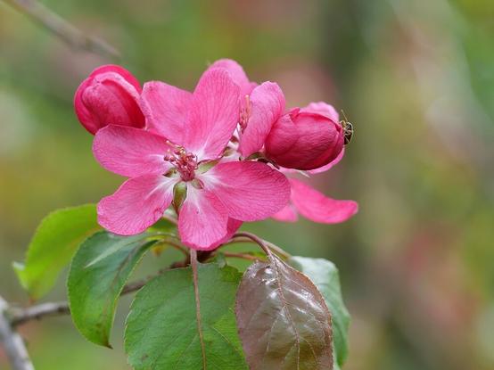 Blüte eines Zierapfels in Pink, eine Blüte ist ganz aufgegangen, die anderen sind noch geschlossen. Rechts sitzt ein kleines Insekt an einer noch geschlossenen Blüte.