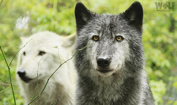 A pair of wolves, a black one named Zephyr in the foreground, and behind him, a wolf named Alawa with light fur.