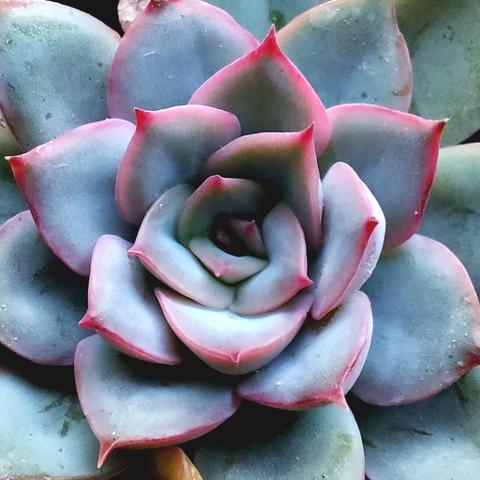 Photograph of a succulent plant. It has bluish leaves with pink tips. The general shape of the plant is a small rosette.