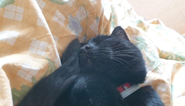 Alea the Black Cat smiling in her sleep as she cuddles the tip of her tail.