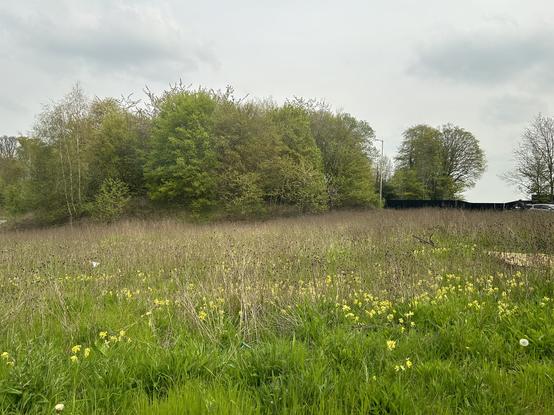 Picture taken yesterday (from car) of cowslips next to a roundabout)