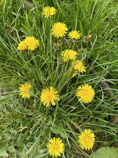 Close uo shot of dandelions
