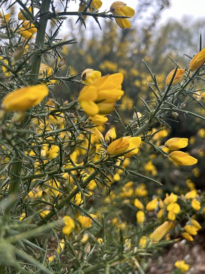 Close up of gorse, nice and yellow too