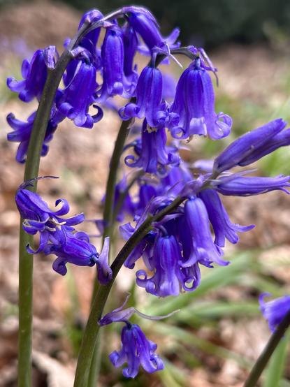 Close up shot of english bluebells