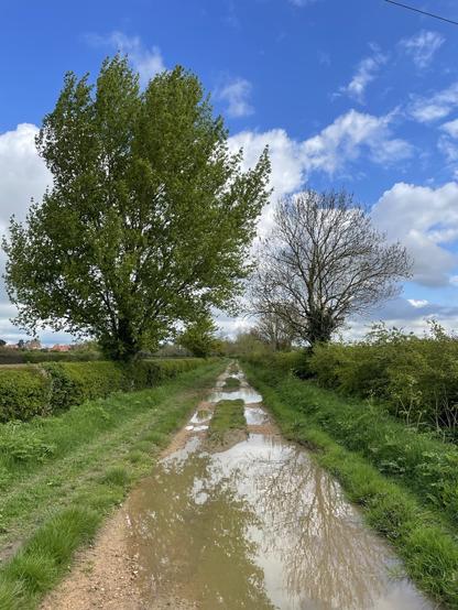 Unmade track. Puddles in ruts. Grassed centre and narrow verges. Hawthorn hedgerows, with standard trees. Distant buildings. Blue sky with clouds.