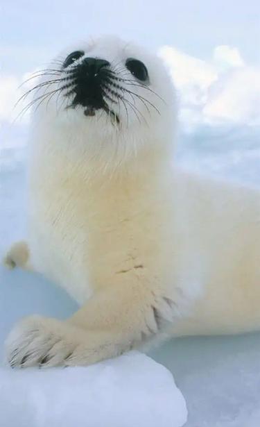 Harp seal