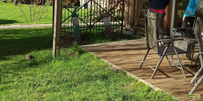Eine Ente sitzt neben einer Terrasse im Gras