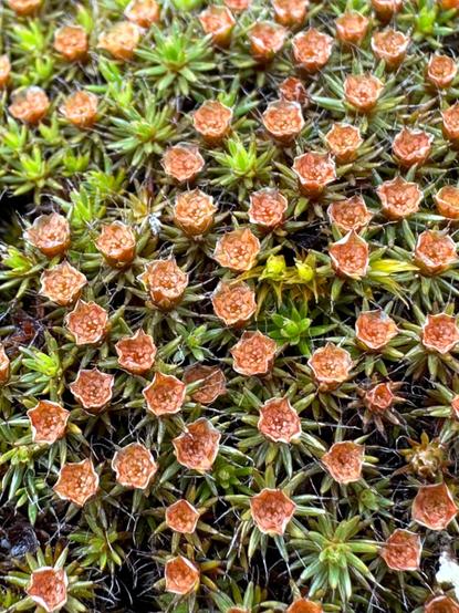 A close up of moss covered with small red blooms shaped like five sided cups. They’re very pretty and evoke much larger flowers.
