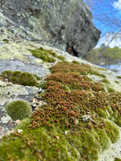 A moss outcropping on a lichen covered rock ledge with red blooms all over it. In the background is an out of focus lake.
