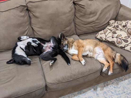 Spiri (black dog with white chest) lies upside down on a couch. His back foot is resting on Oppy's (brown dog with white chest) head. Oppy's own back feet are dangling off the edge of the couch.