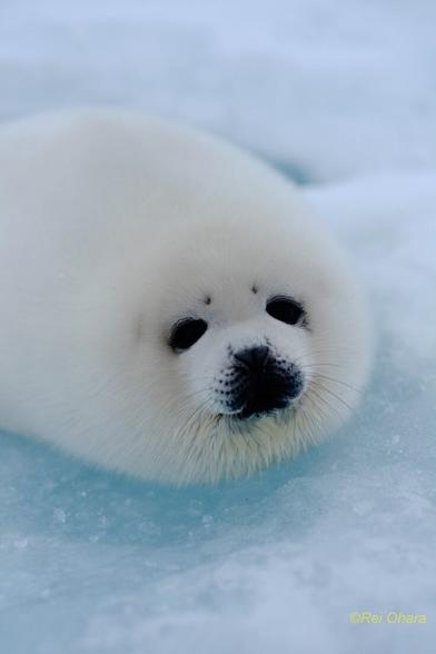 Harp seal