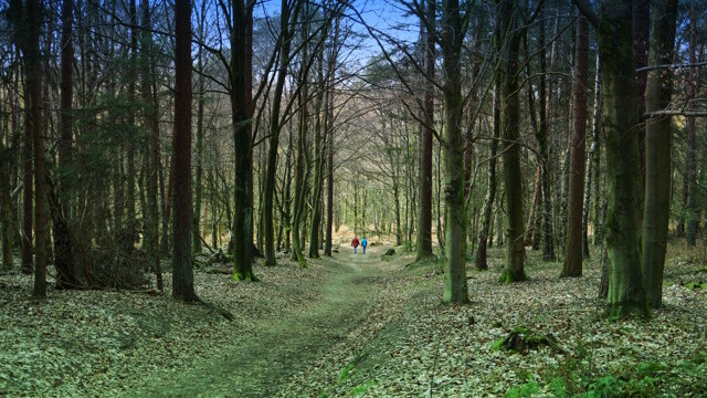 Zwei Menschen wandern durch den Bergherbos
