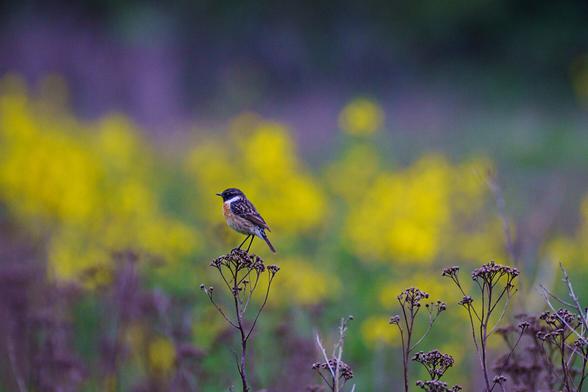 Roodborsttapuit op een veld met koolzaad.

Stonechat on a field with rapeseed.